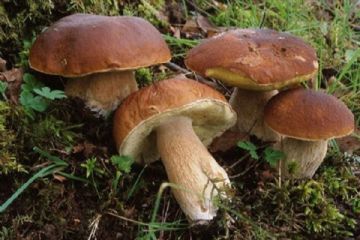 Controllo micologico per privati
